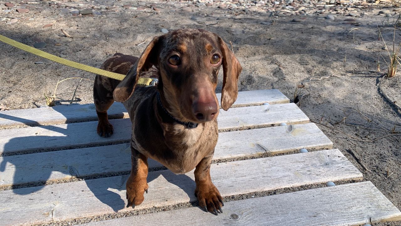 Dog gets in on sausage race, 04/30/2023