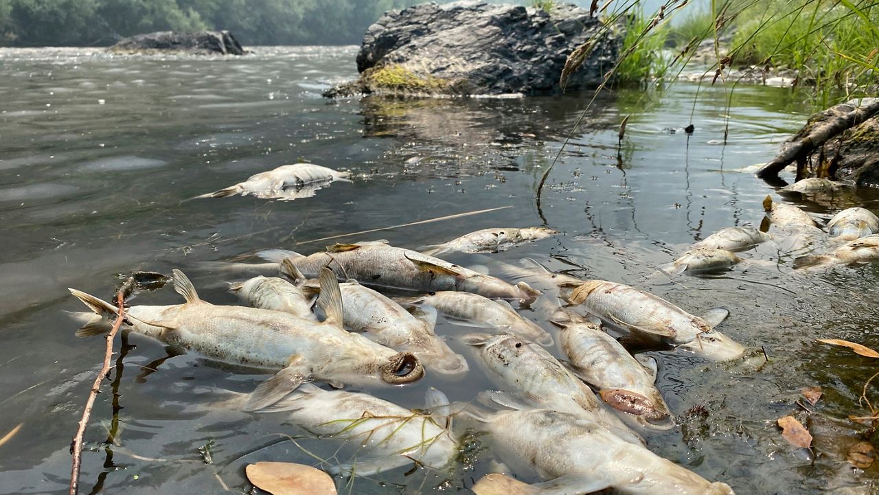 In this photo provided by the Karuk Tribe Department of Natural Resources are dead fish that are found on a 20-mile stretch of the Klamath River in northern California between Indian Creek and Seiad Creek on Saturday, Aug. 6, 2022, near Happy Camp, Calif. (Karuk Tribe Department of Natural Resources via AP)