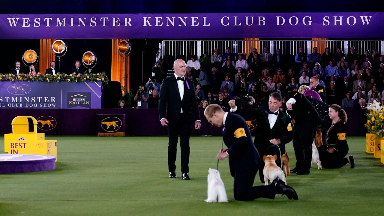 Canines, anyone? Westminster dog show heads to tennis center