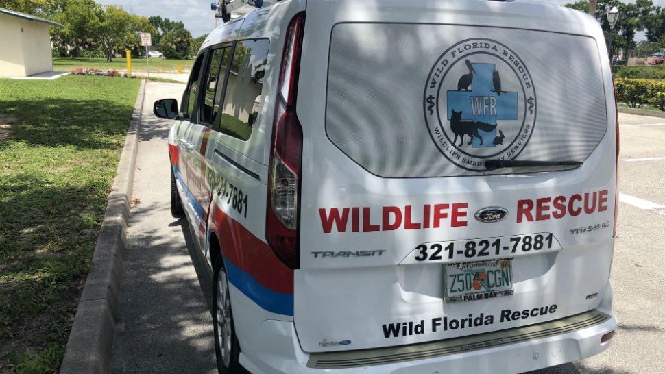 Wild Florida Rescue was forced to close for a month after it ran out of funds. It's since raised some $10,000. (File)