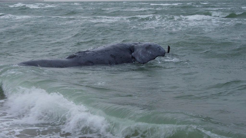 An extremely rare gray whale was spotted in the Atlantic