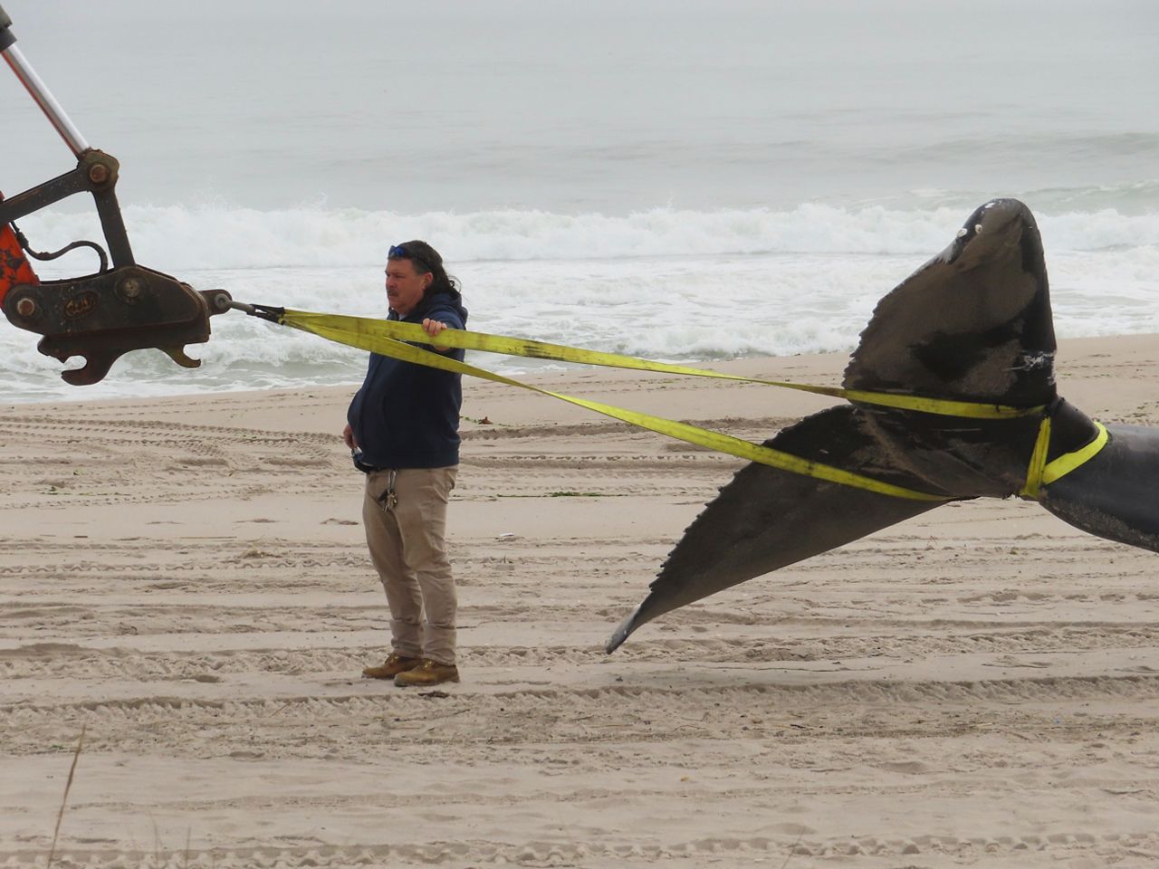 A worker secures the tail of a dead whale that washed ashore in Seaside Park N.J. on March 2, 2023. New Jersey officials say a wide array of research and preventive measures are either under way or planned soon to protect marine mammals during the construction and operation of offshore wind farms. Some people blame offshore wind preparation for a spate of whale deaths on the U.S. East Coast this winter, but three federal science agencies say there is no evidence linking the deaths to offshore wind preparation. (AP Photo/Wayne Parry)