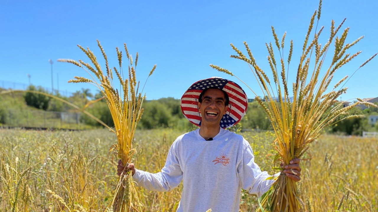 Artisan baker grows wheat crop in San Diego County