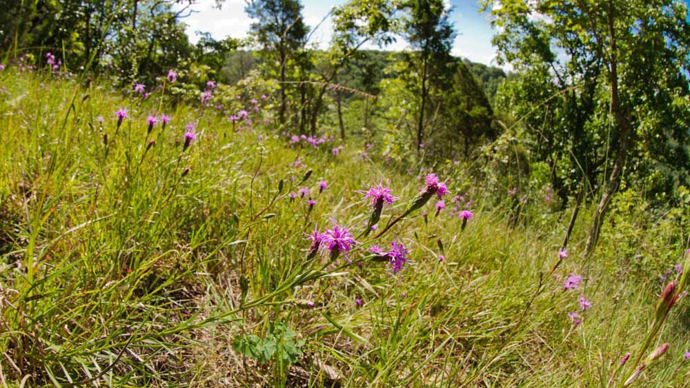 State threatened cylindrical blazing-star growing in a dry limestone prairie on newly acquired property at Whipple State Nature Preserve. (Photo courtesy of the Ohio Department of Natural Resources)