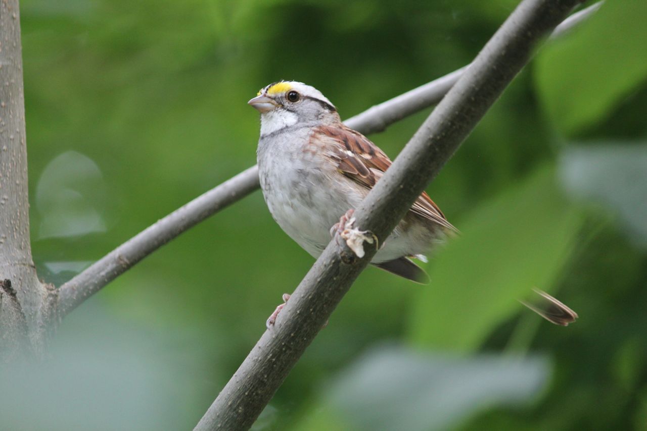 white-throated-sparrow