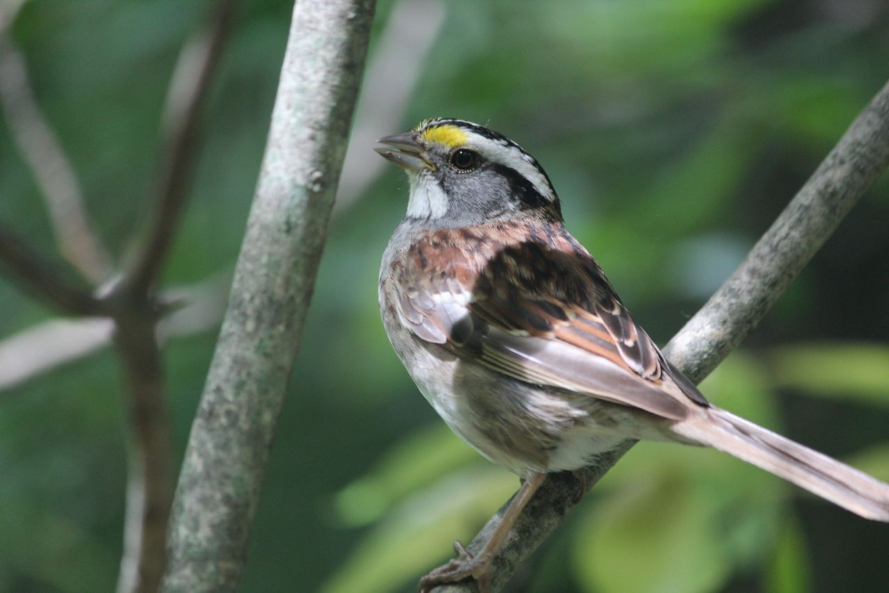 white-throated-sparrow