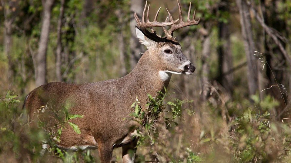 Wisconsin archery deer hunting season opens Saturday