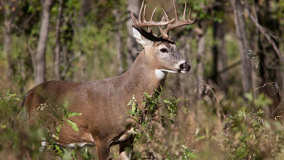 A buck. (AP Photo)