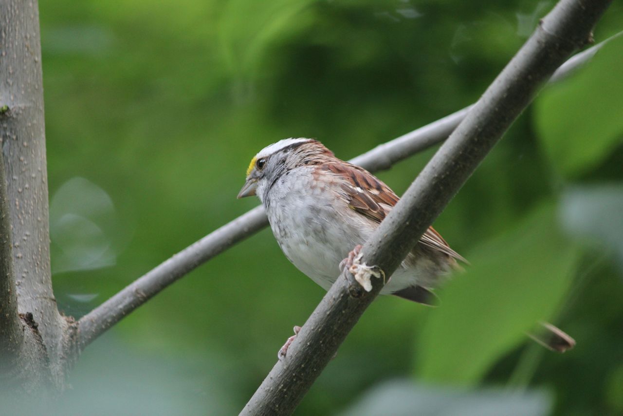 white-throated-sparrow