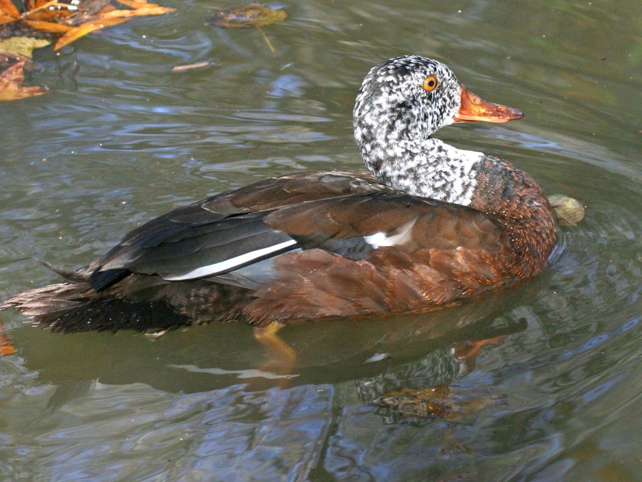 Photo courtesy of the Akron Zoo