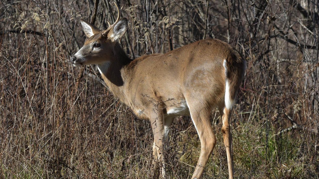Make safety a priority this deer hunting season