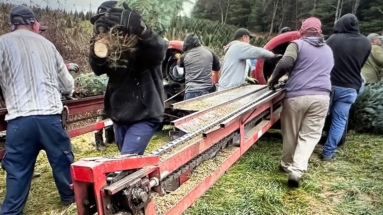Workers process Christmas trees at Appalachian Farms in Watauga County.
