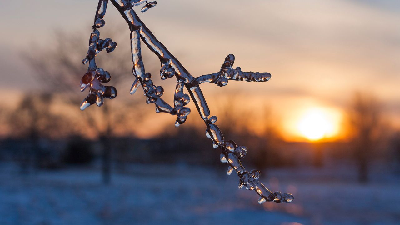 Ice-covered branch