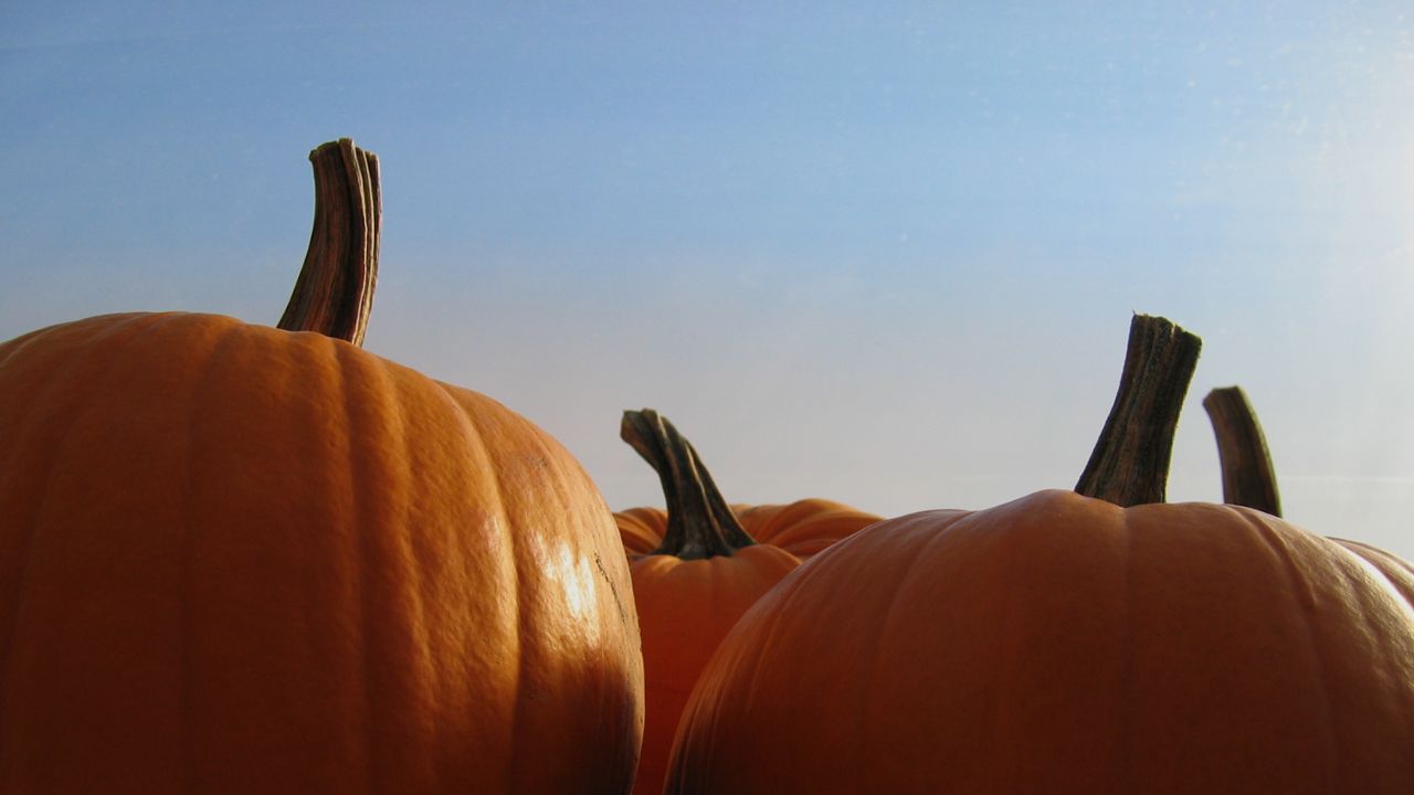 Lit-up pumpkins