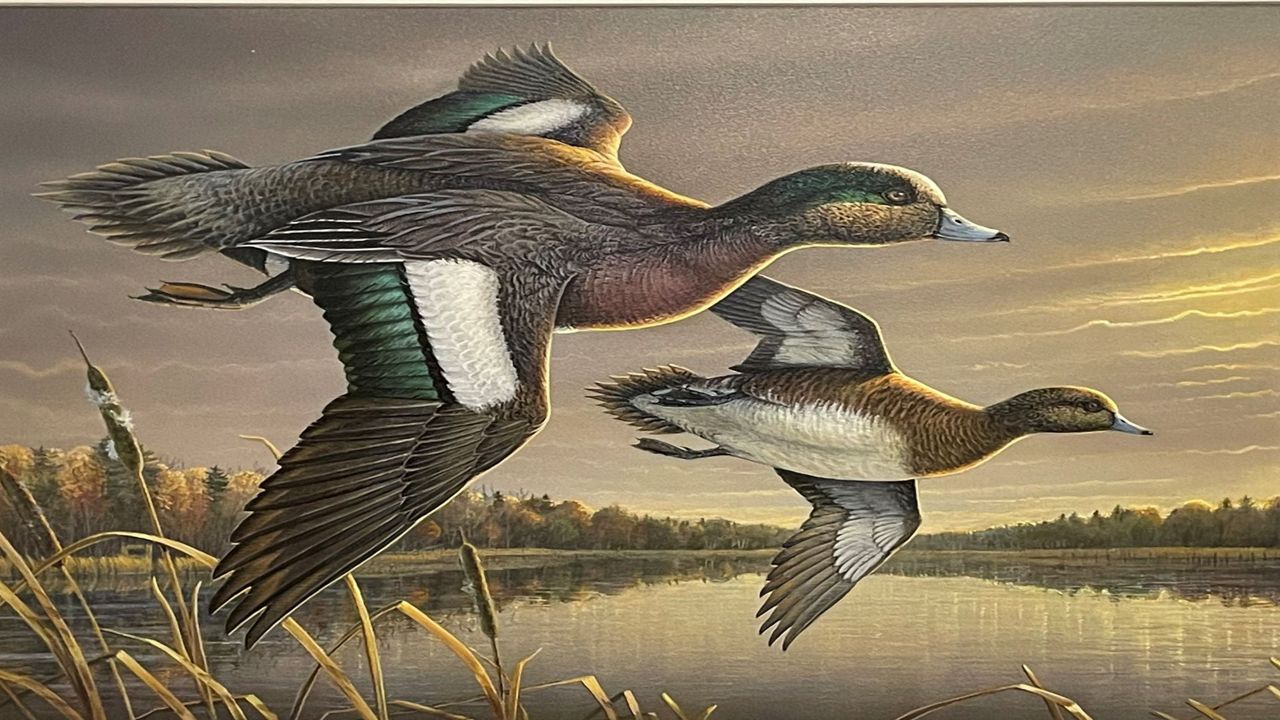 Ducks featured on 2024 ODNR Ohio Wetlands Habitat Stamp