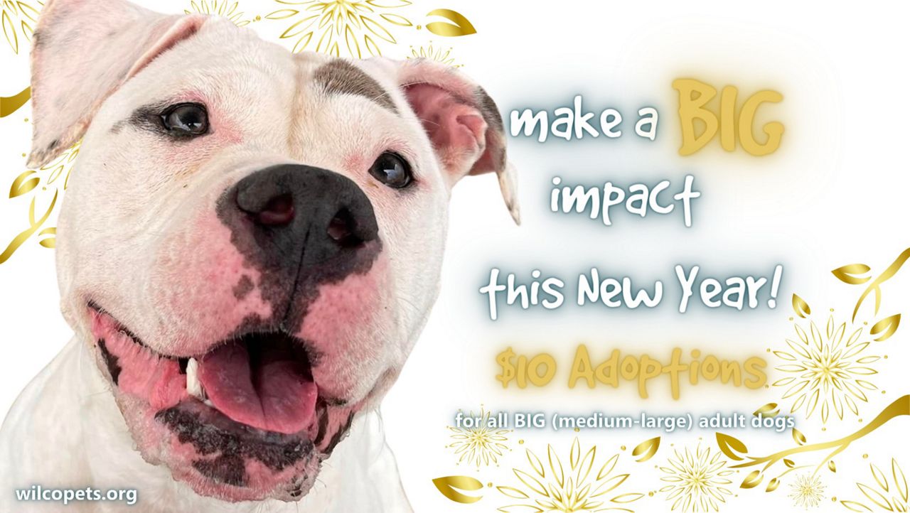 Wilco Animal Shelter hosts $10 dog adoption special