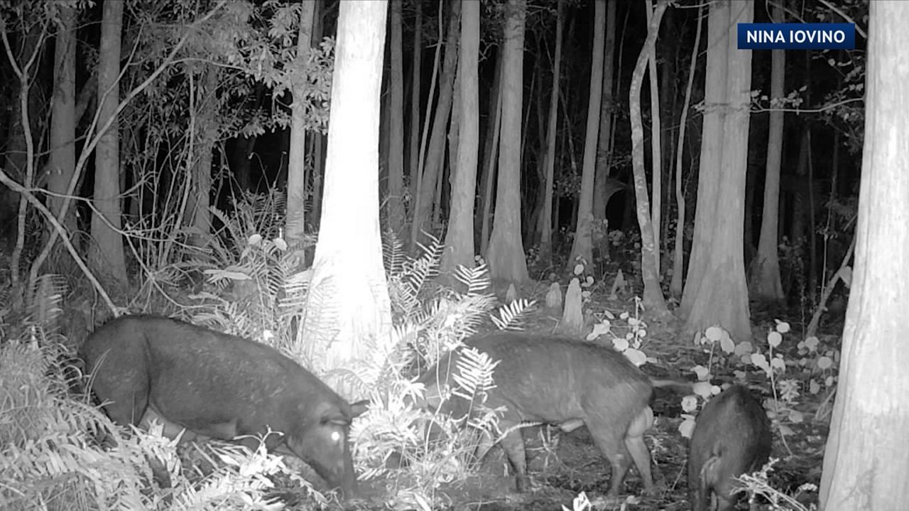 Lakewood Ranch wild pigs causing problems