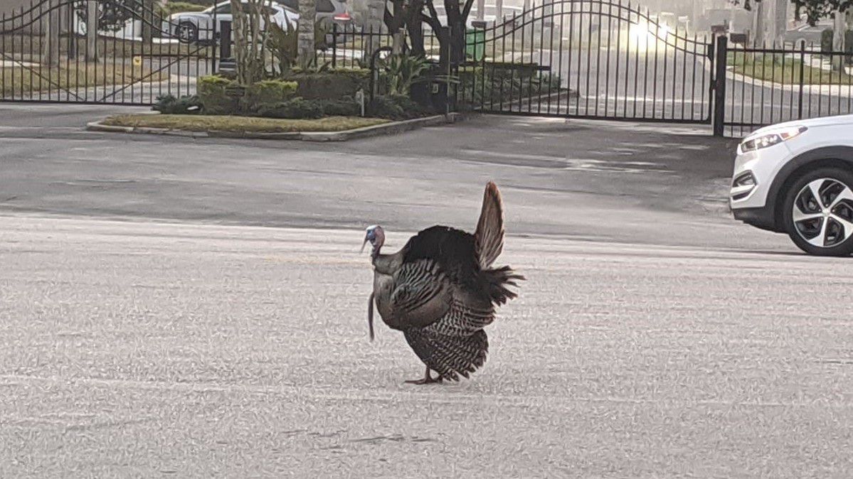 Wild Turkey Roaming East Lake as Mating Season Approaches