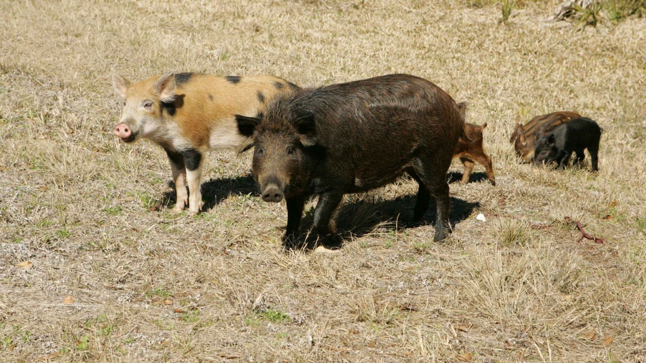 A family of wild hogs. (Source: Hillebrand Steve, U.S. Fish and Wildlife Service)