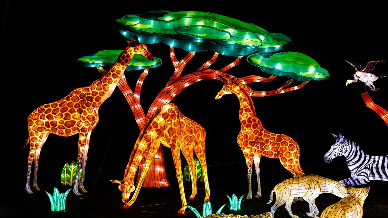 Wild Lights 2022 features a new lineup of lanterns, including more than 70 larger-than-life illuminated displays made of more than 2,000 silk-covered pieces lit by over 50,000 LED lightbulbs. (Louisville Zoo/Bobbi Sheridan)