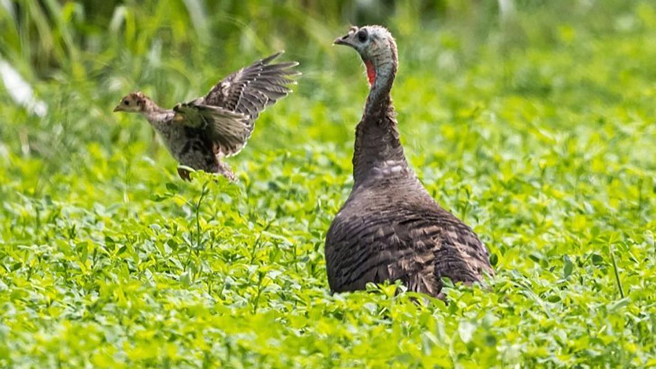 Ohio officials ask to report sightings of turkeys, grouse