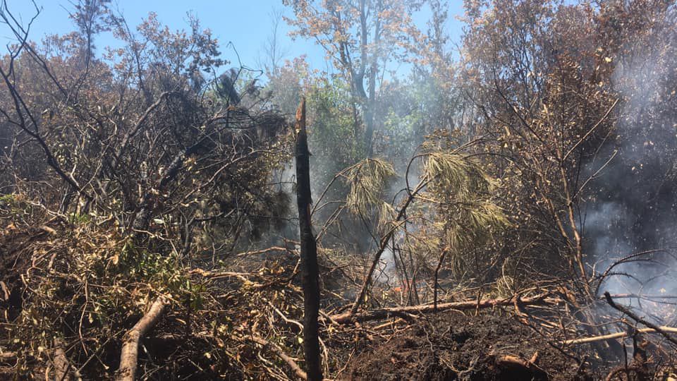 File photo of burned vegetation.