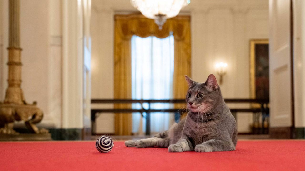 The Bidens' new cat, Willow (White House photo)