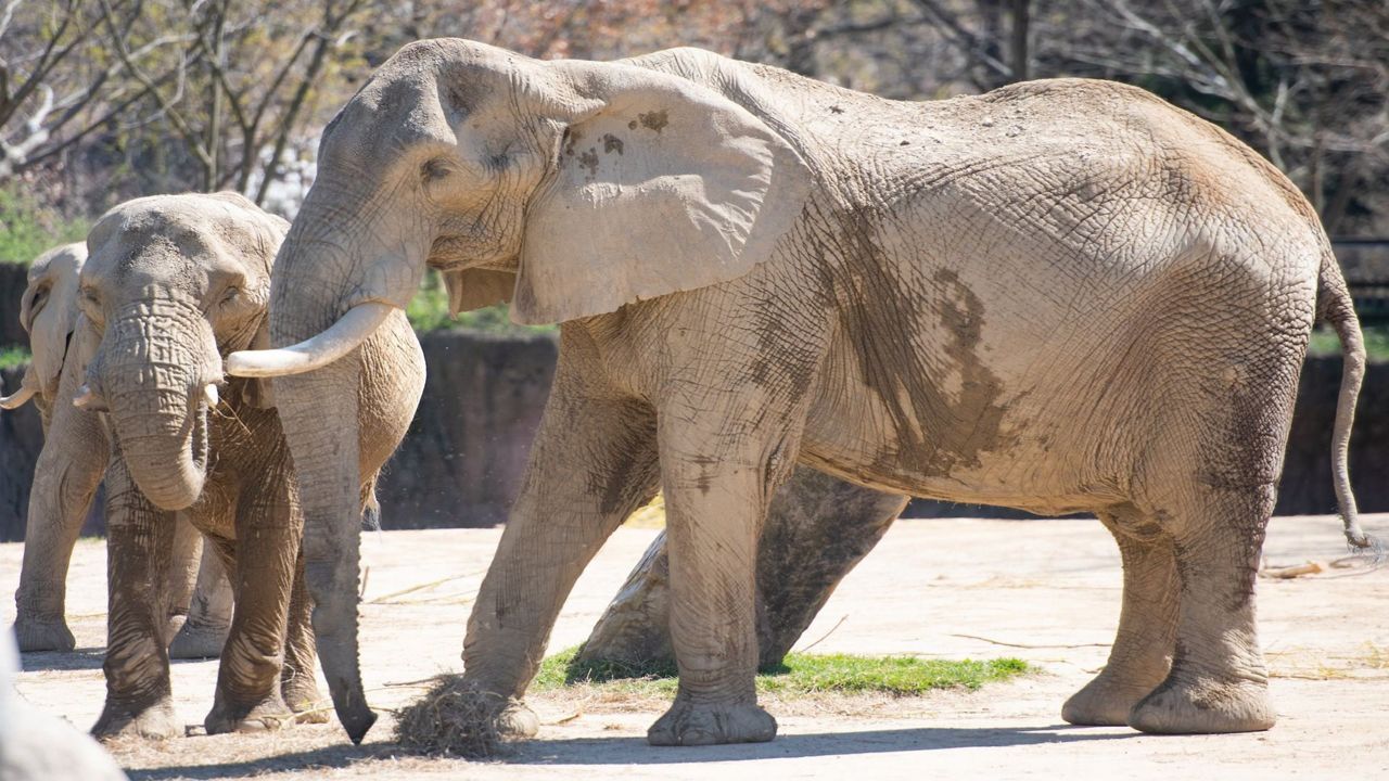 Willy was 44 years old. (Courtesy of the Cleveland Metroparks Zoo)