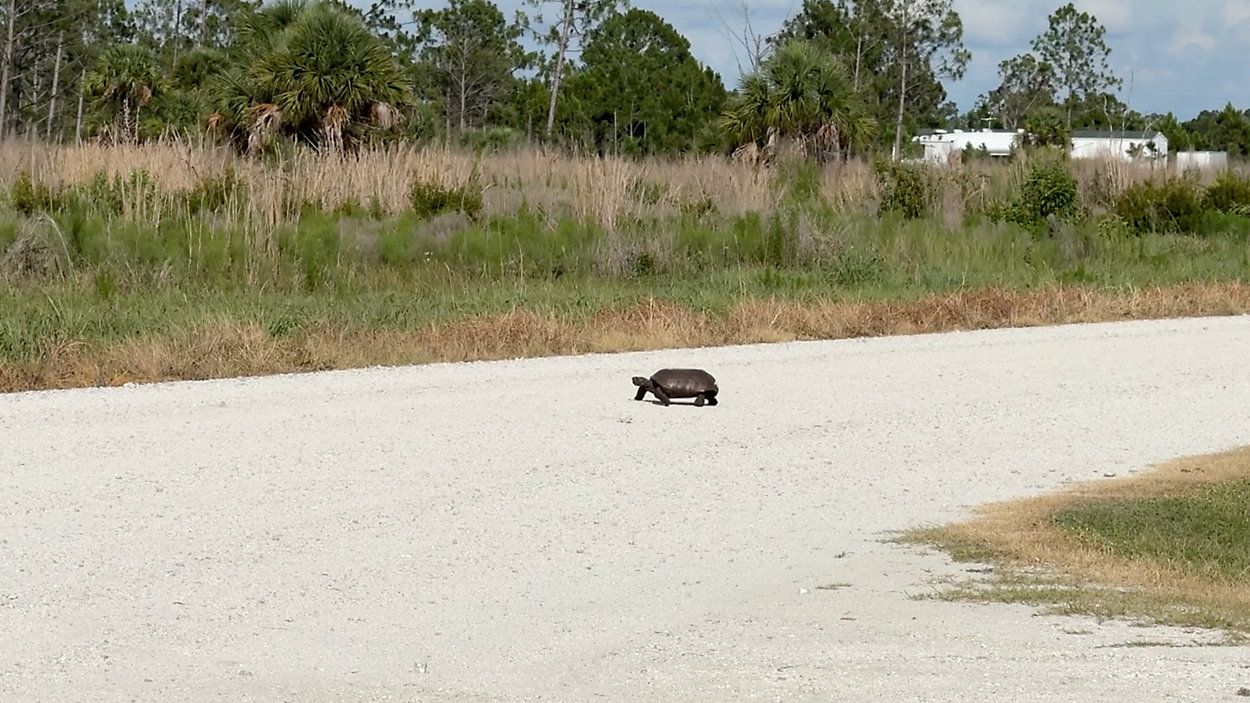 Winchester Ranch development in works, what this means for North Port residents