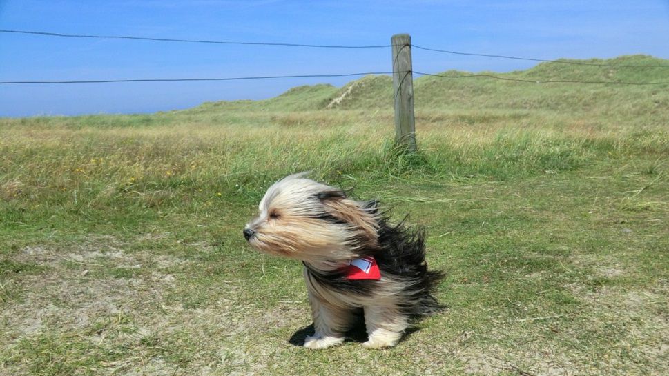 What is the difference between windy and breezy?