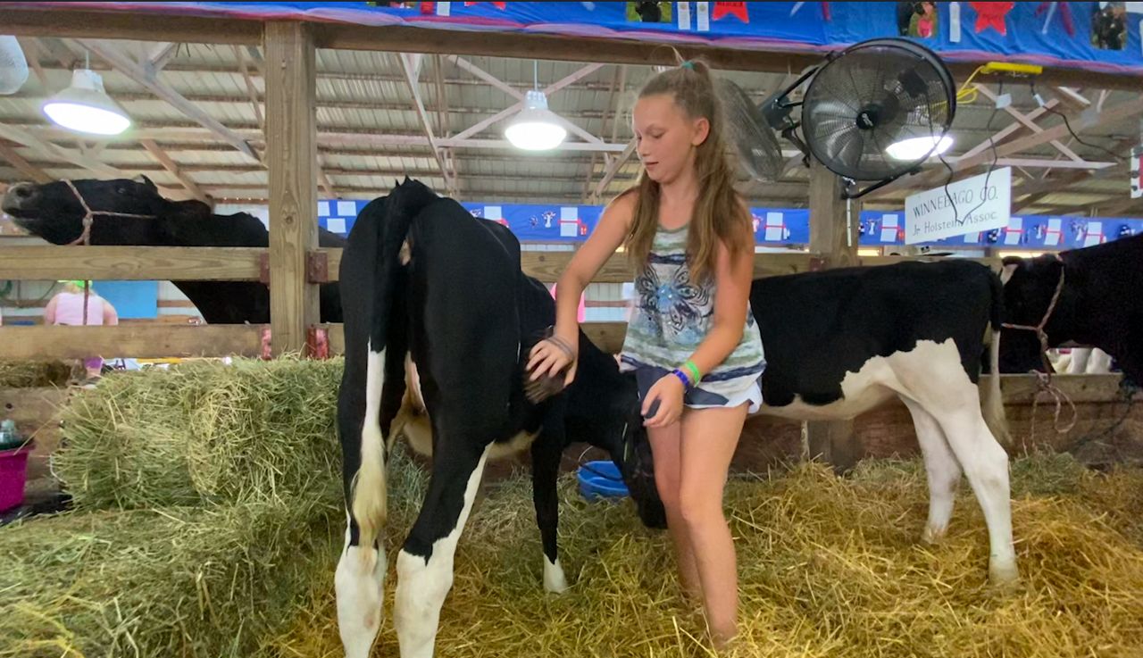 Lizzy Parker tends to her animals in the dairy barn at the Winnebago County Fair.