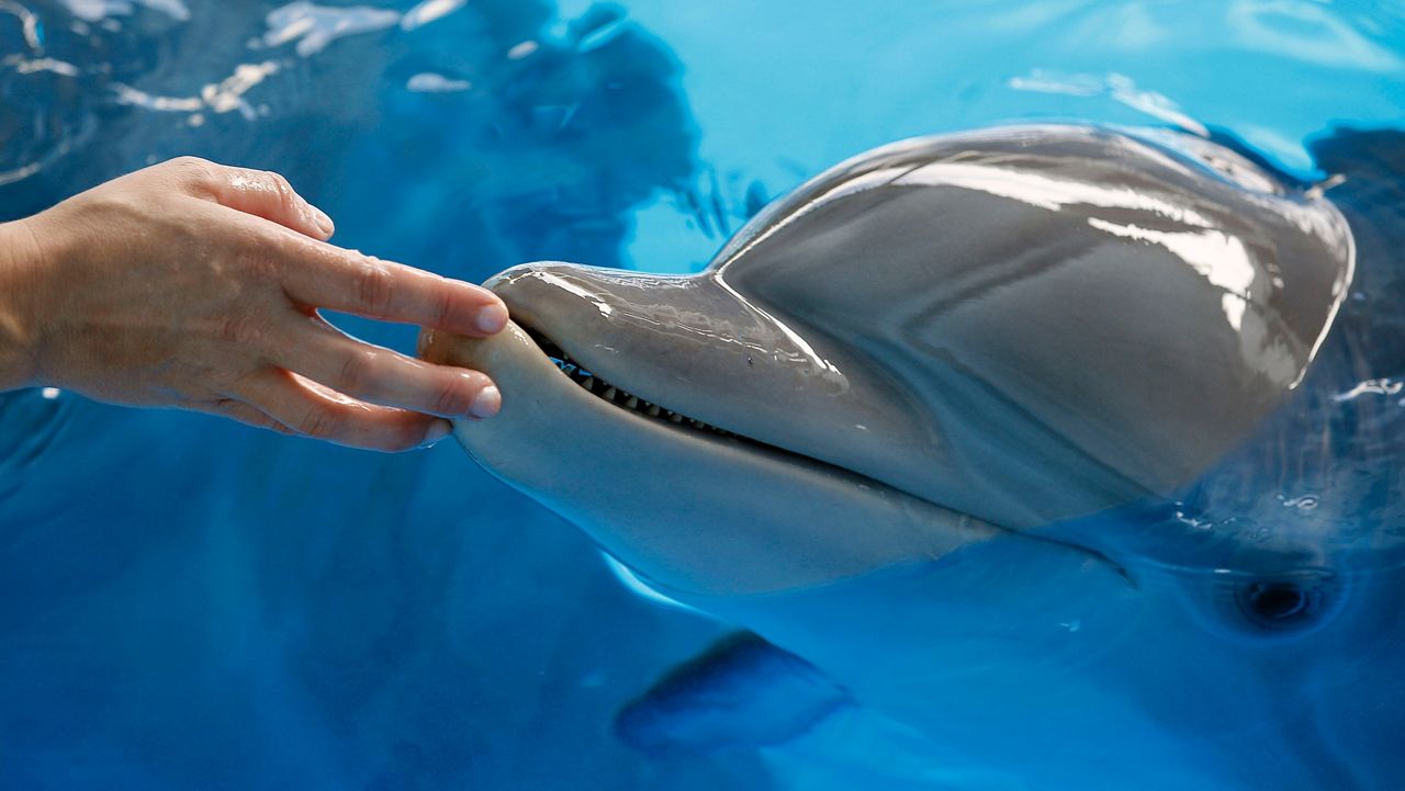 Remembering Winter the Dolphin - Clearwater Marine Aquarium