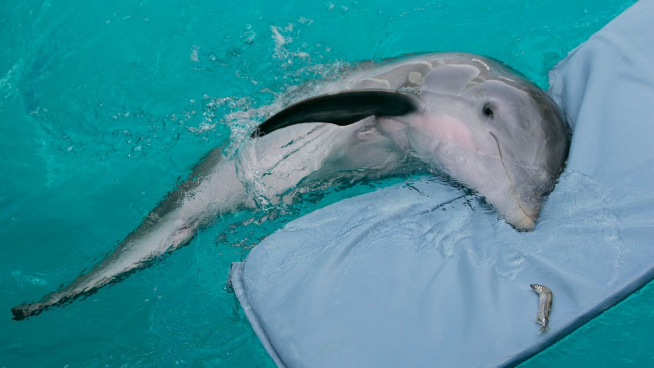 Dolphin Tale Screening at Tampa Theatre - Clearwater Marine Aquarium