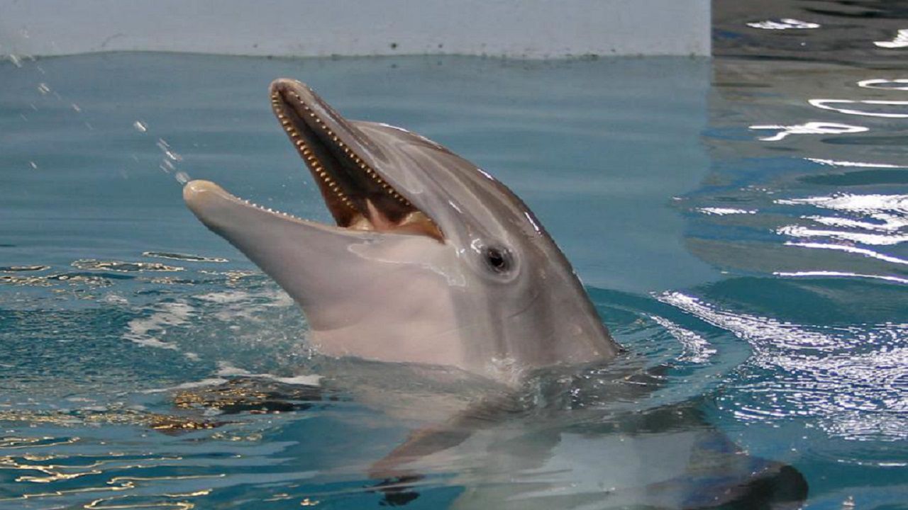 Remembering Winter the Dolphin - Clearwater Marine Aquarium