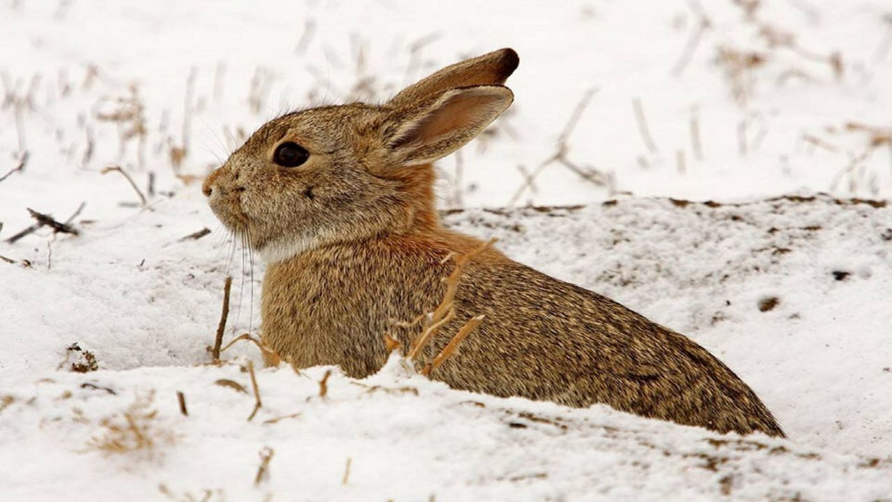 What’s up, doc? How rabbits endure harsh winters