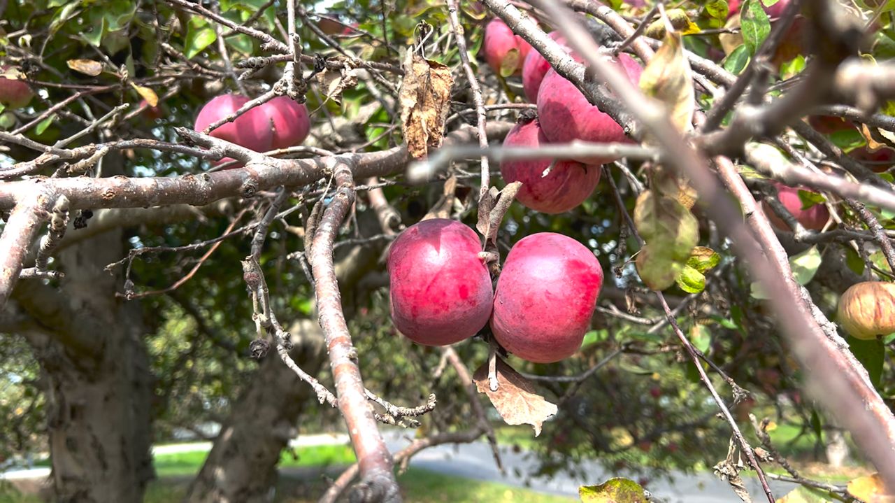 Wisconsin apple orchards celebrate bountiful growing season