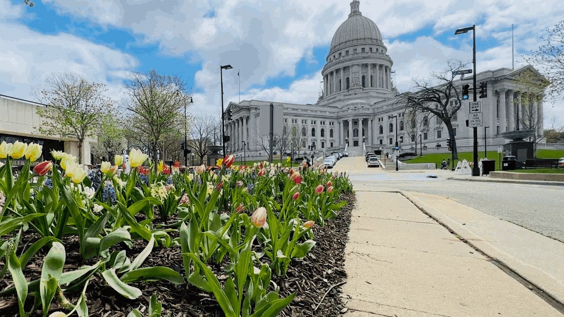 Up in smoke: Workers remove dozens of apparent marijuana plants from Wisconsin Capitol tulip garden