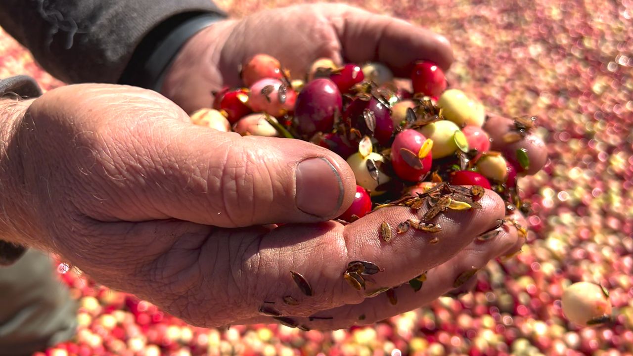 Cranberry crop rebounds after rough 2021 harvest