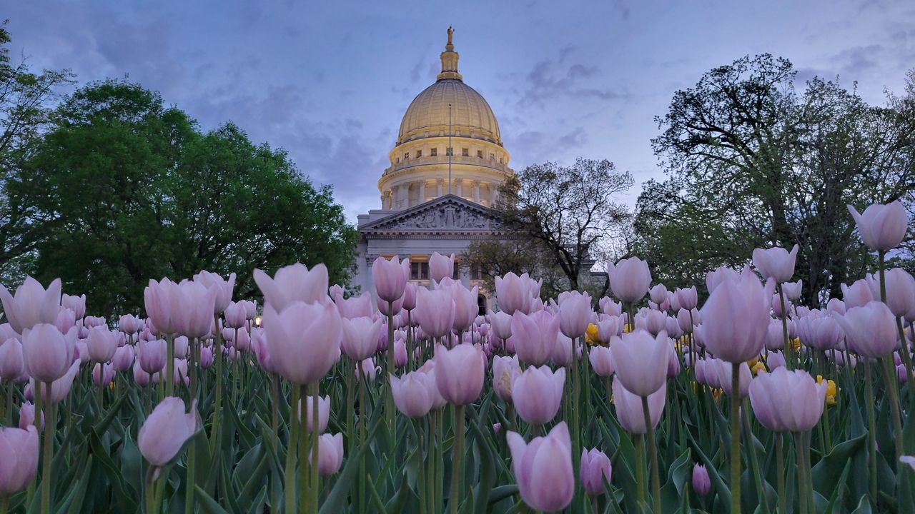 The Madison Capitol and Tulips 