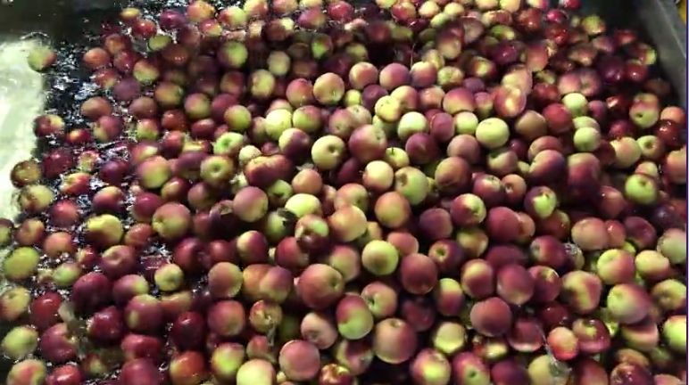 Wisconsin's Fruit Growers Enter Critical Time