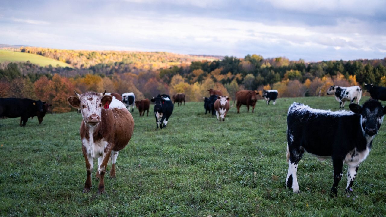 Cattle on a farm