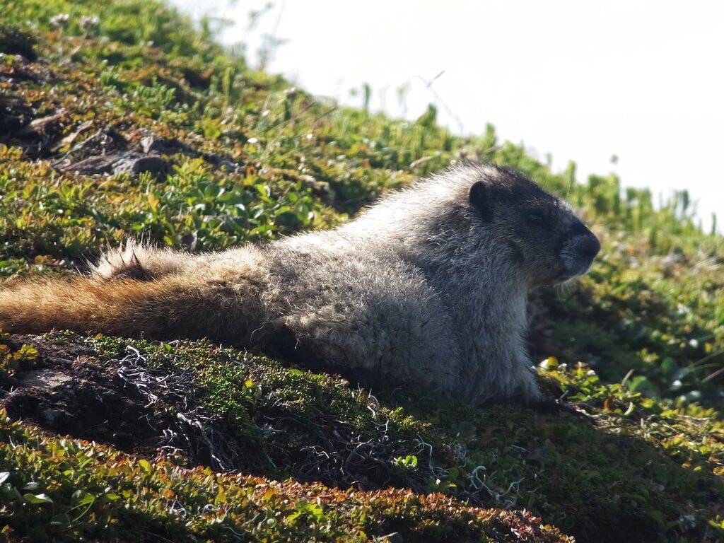 Brunswick town councilor attacked by woodchuck