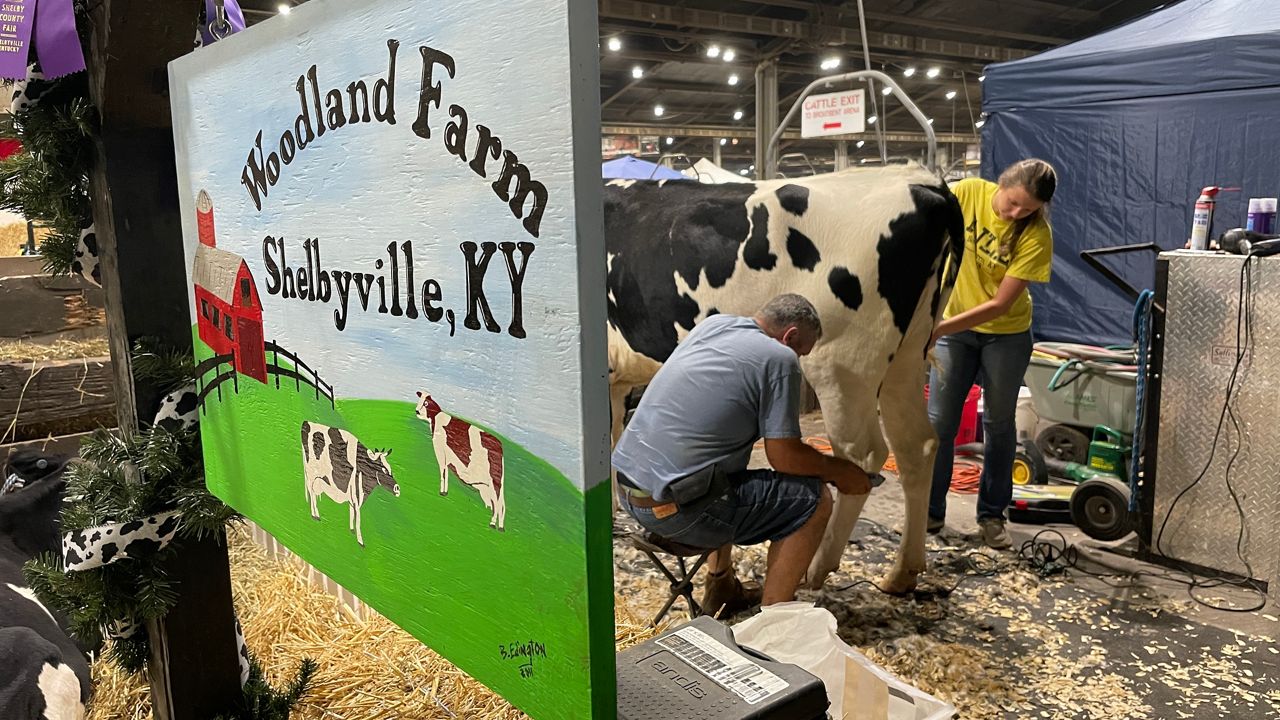 Anna Wolf and her father shear a one-year-old dairy cow Spectrum News 1/Mason Brighton)