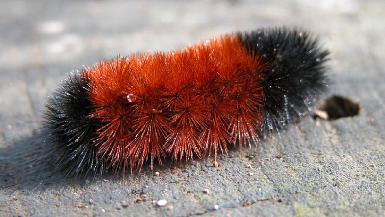 woolly bear caterpillar