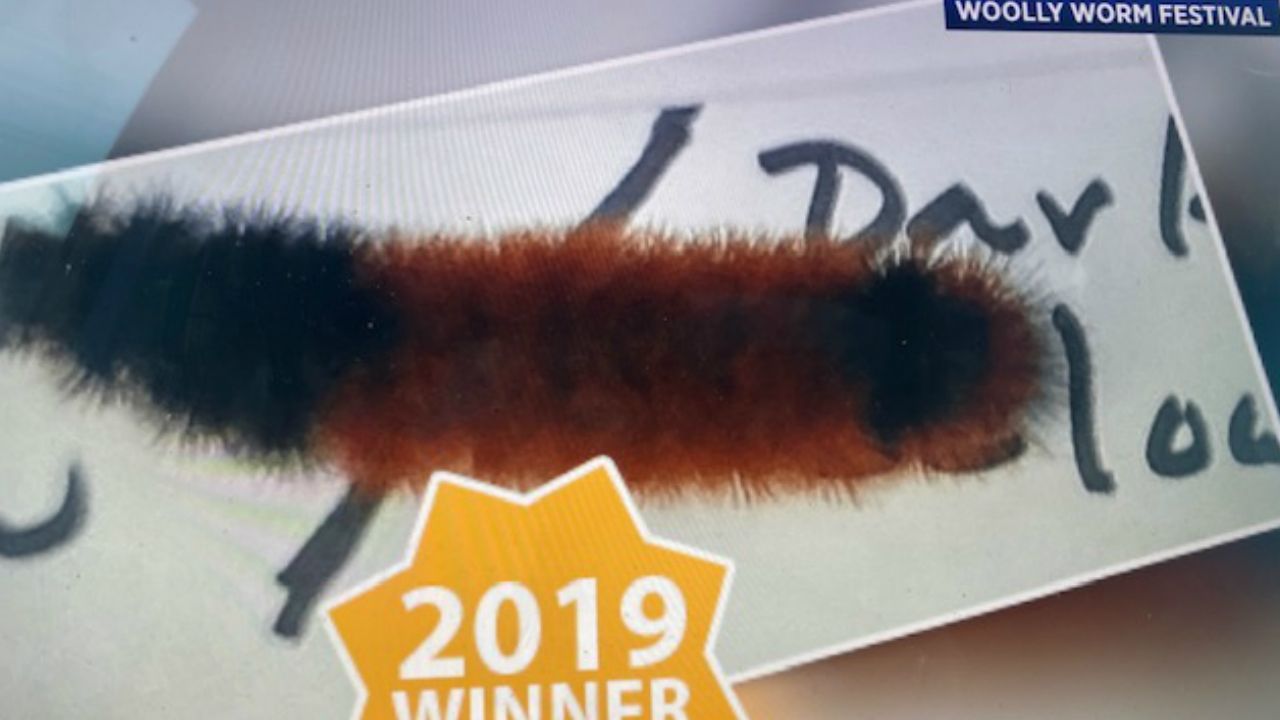 Woolly Worm Aces This Year's Winter Prediction