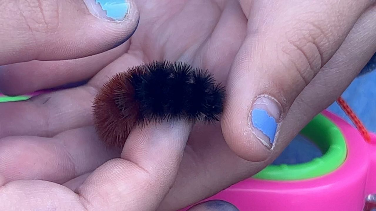 Woolly Worm Festival returns to Avery County