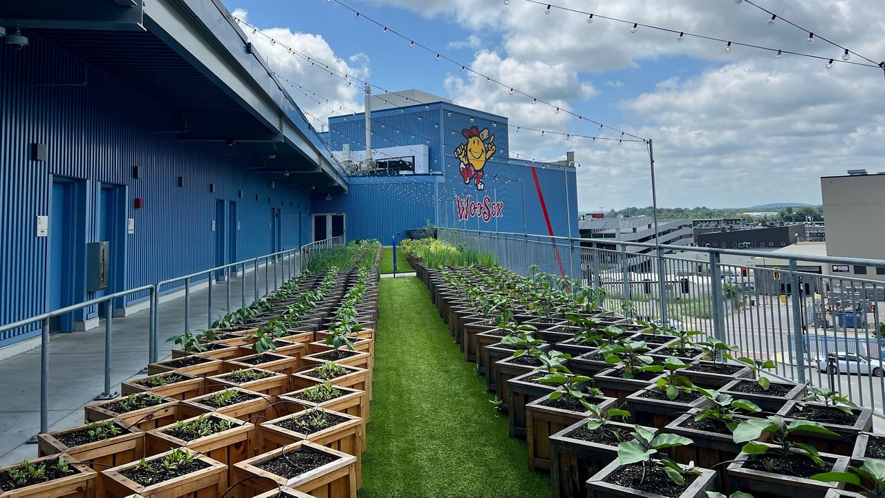 The garden boxes of WooSox Farms on the roof of Polar Park. (Spectrum News 1/Kyra Ceryanek)