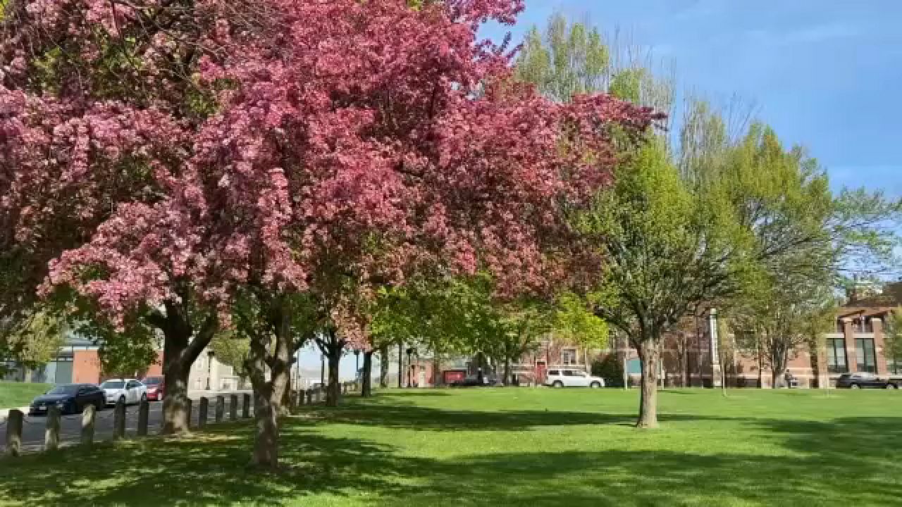Worcester unveils new urban forest master plan