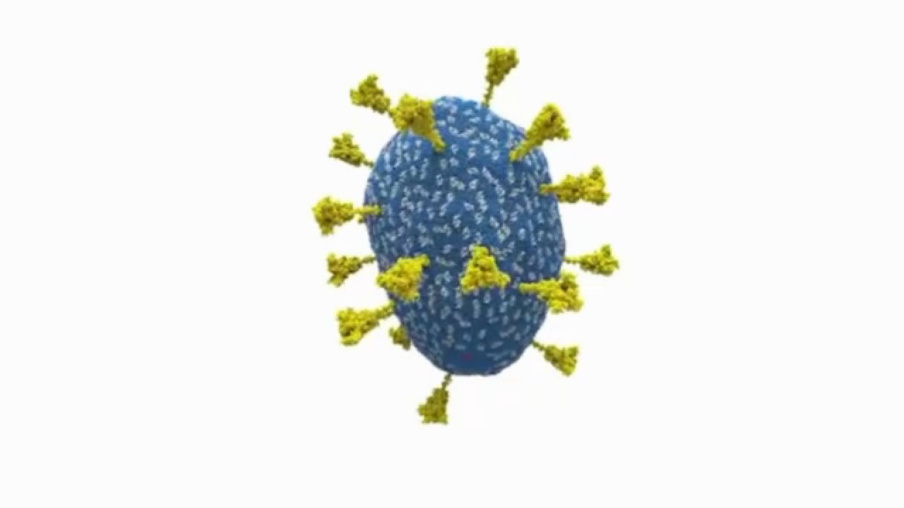 The structure of the COVID-19 virus, as modeled by Dmitry Korkin. (Photo courtesy of WPI)
