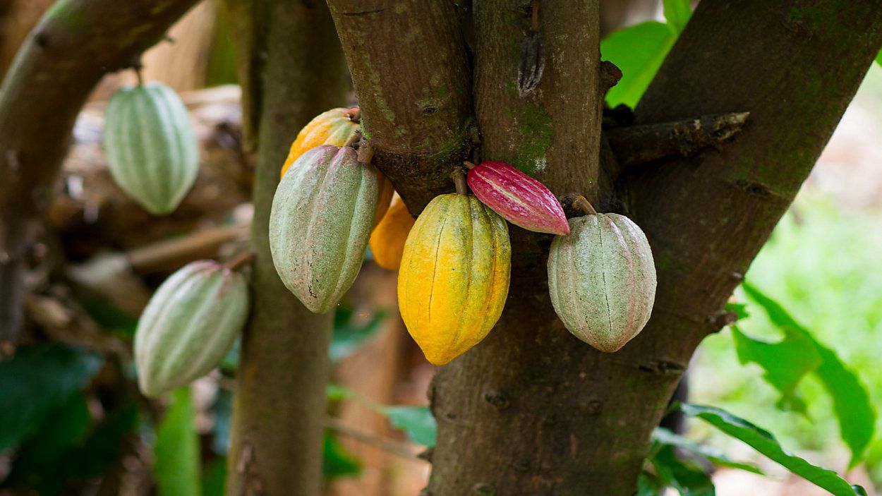 The local cacao industry now generates $1.5 million in farm gate revenue. (Getty Images)